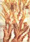 golden_bush_100 (2K)